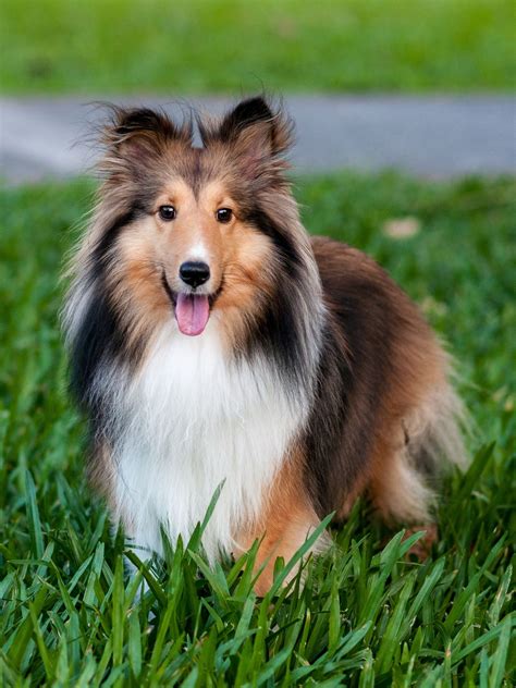 DSC_3183 | Shetland sheepdog puppies, Dog breeds, Sheltie puppy