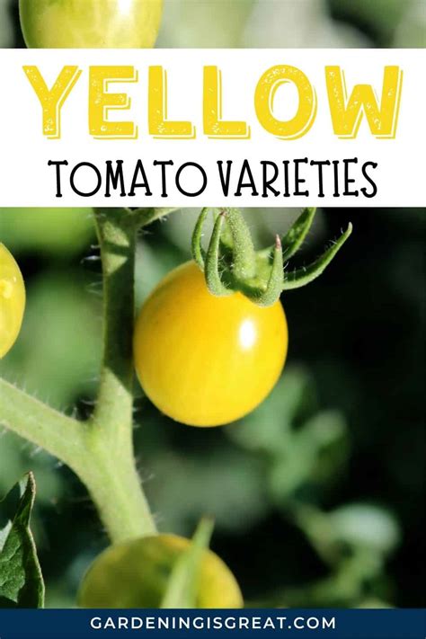 Yellow Tomato Varieties: Tomatoes With Yellow Fruits to Grow ...