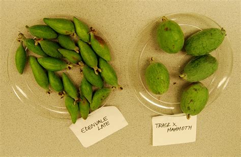 Winter Foraging -- Pineapple Guava