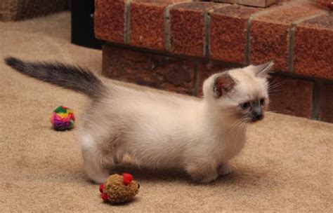 ≡ Ragdoll Cat Breed: Personality, Rescue, Adoption, Size, Cost