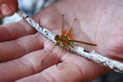 Orange Dragonfly by GreenEyezz-stock on DeviantArt