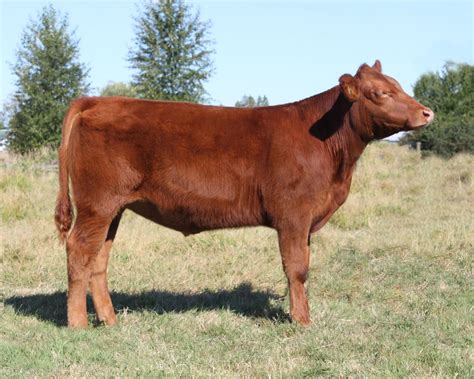 The Fall Prospect Showcase 2011: Steer Catalog Sale Order