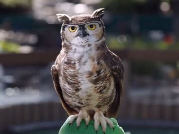 America's Best Contacts & Eyeglasses Golfer & Talking Owl Commercial