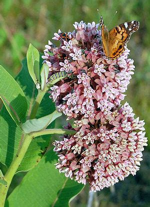 Best Shopping Deals Online buy them safely Monarch Butterfly 150+ COMMON MILKWEED SEEDS FREE ...