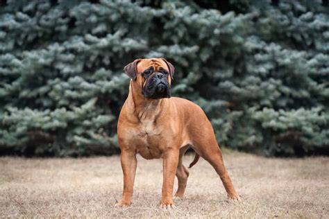 Bullmastiff Price: Security At What Cost?