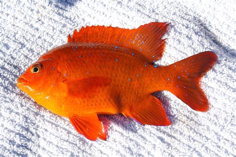 Garibaldi - Pier Fishing in California