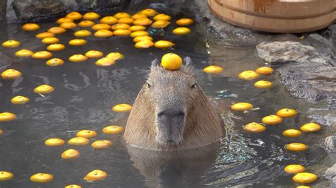 15 Hilarious Capybara Photos That Leave You In Awe