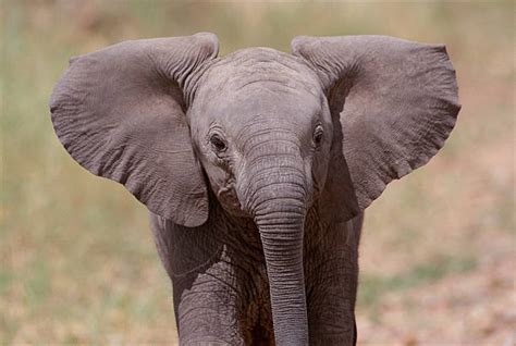 Royalty Free Elephant Ear Pictures, Images and Stock Photos - iStock