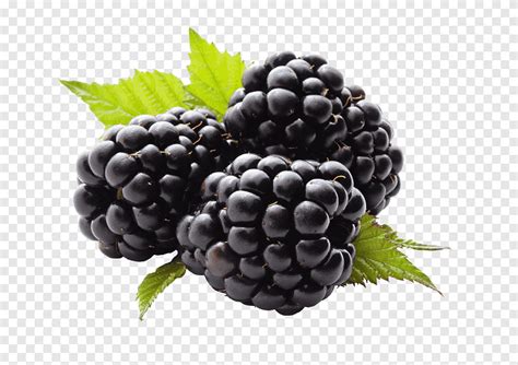 Fruit Blueberry grafische BlackBerry, BlackBerry-sap, BES, bosbes png | PNGEgg