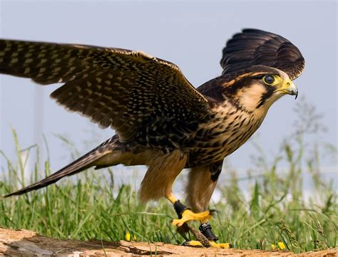 Aplomado Falcon - Animal Wiki