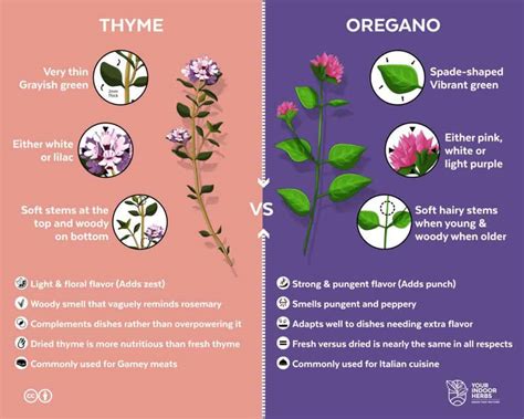 Oregano vs Thyme? Differences [Which One Is The Best?] – Your Indoor Herbs