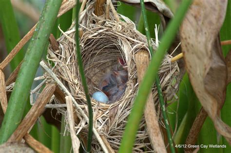 Red-winged Blackbird Nest.... | This Red-winged Blackbird ne… | Flickr