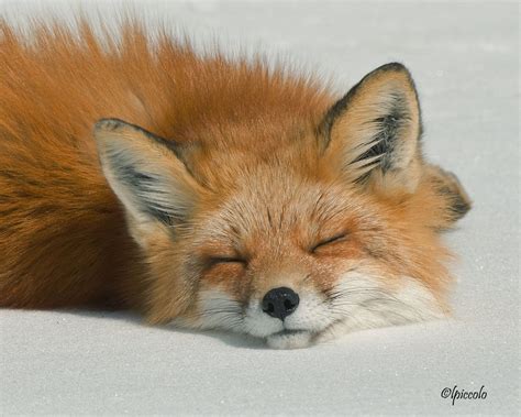 Sleeping Fox by krankeloon.deviantart.com The Animals, Baby Animals, Wild Animals, Sleeping Fox ...