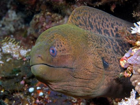 File:Moray eel komodo.jpg