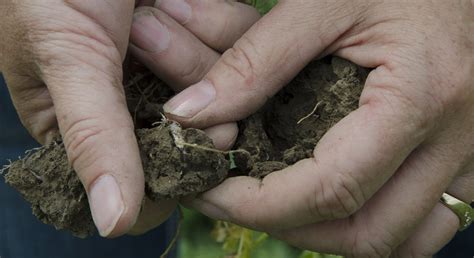 Corn belt farmland has lost a third of its carbon-rich soil - Morning ...