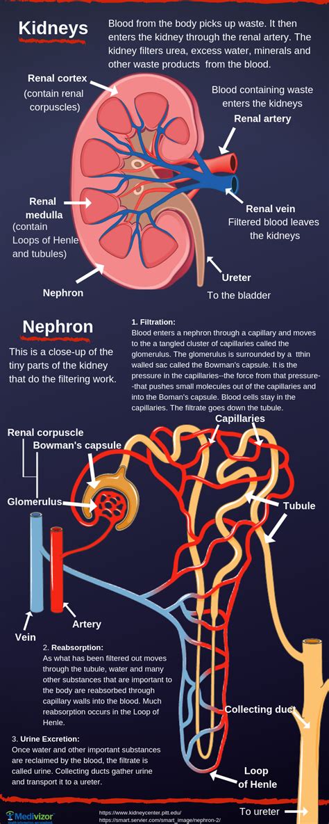 Kidney Anatomy Diagram