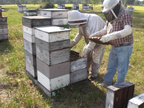 Honey Bee Hive Maintenance during the Summer Months - UF/IFAS Extension Gulf County