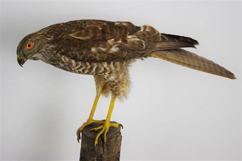 Brown Goshawk Bespoke Taxidermy