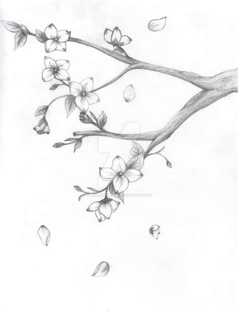 Cherry Blossom Pencil Drawing at PaintingValley.com | Explore ...