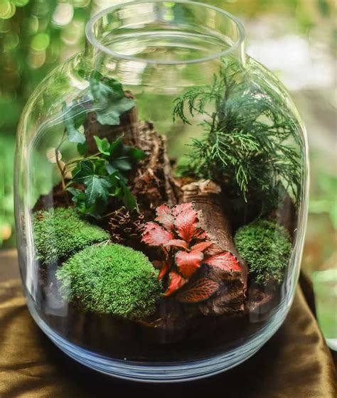 Common Terrarium Mistakes and How to Avoid Them - Homestyling Guru