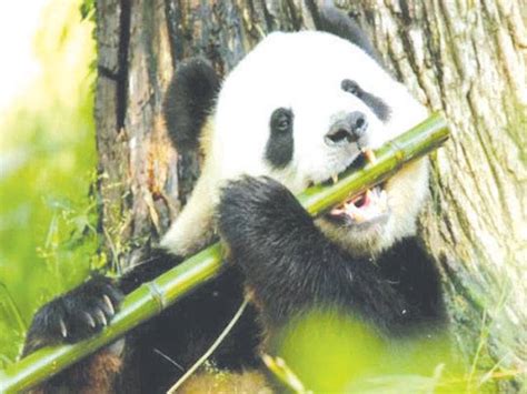 Research reveals giant pandas diet