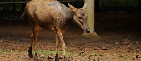 Calamian Deer Facts & Information | Axis Calamianensis - World Deer