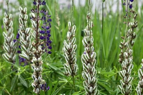 Tips For Growing Lupines In The Garden- Lupine Plant Care - Farmhouse & Blooms