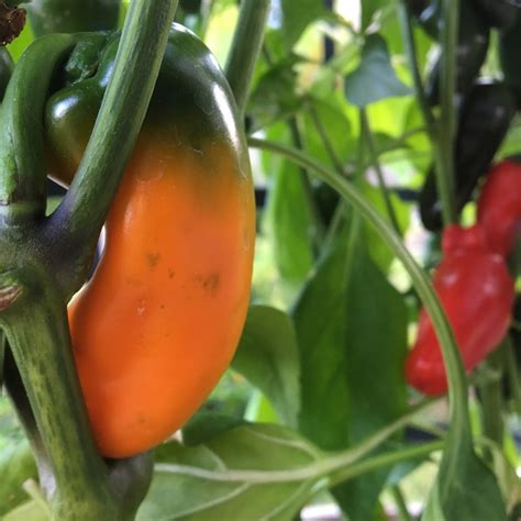 Mini Sweet Pepper Seeds | Tyler Farms