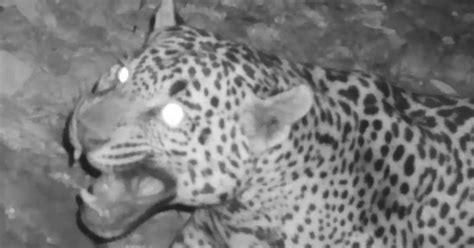 New Jaguar Captured by Trail Camera in Arizona Wilderness