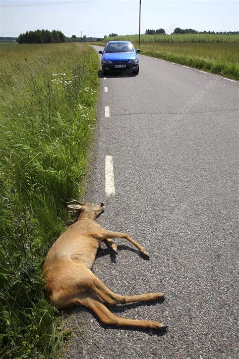 Deer roadkill - Stock Image - C009/6581 - Science Photo Library