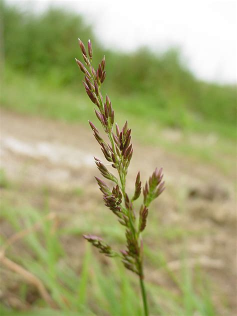 Agrostis stolonifera (creeping bentgrass): Go Botany