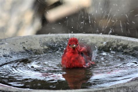 Summer Tanager Taking A Bath Free Stock Photo - Public Domain Pictures