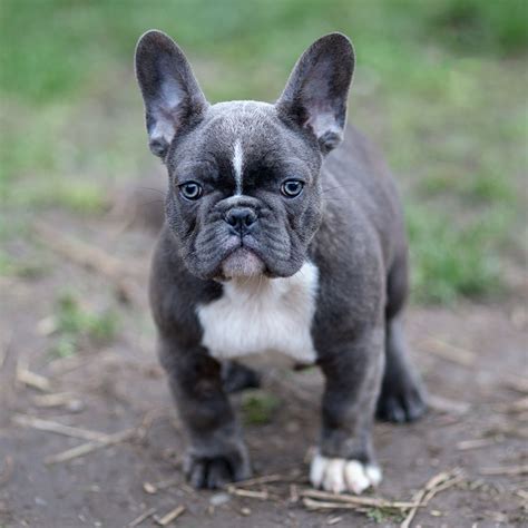 Blue French Bulldog - The Ultimate Guide - French Bulldog Breed Essentials: Shop & Learn