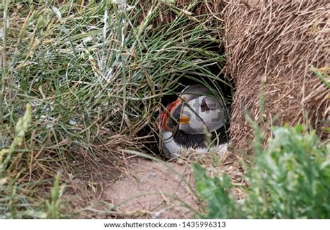 9 Puffin Peering Burrow Images, Stock Photos & Vectors | Shutterstock