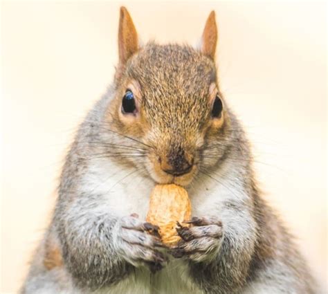 What Do Squirrels Eat? the Complete List of Squirrel Foods