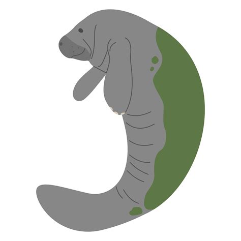 Manatee Single cute 26178758 Vector Art at Vecteezy