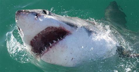 Scariest Sharks List | Types of Dangerous Shark Species