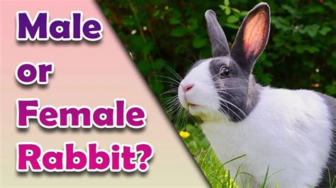 Pros And Cons Of Male And Female Rabbits