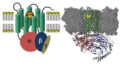 GPCRs – Costanzi Research