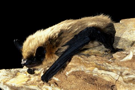 Parastrellus hesperus - Bat Conservation International