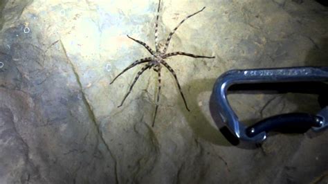 Huge Cave Spider - YouTube