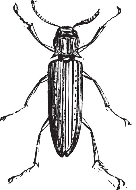 False Click Beetles Or Eucnemidae Melasidae Picture Coleoptera Vector, Melasidae, Picture ...