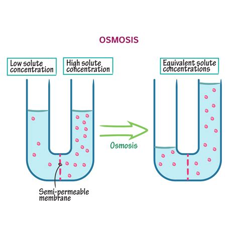 Biochemistry Glossary: Osmosis & Osmolarity: 1. Osmosis | Draw It to ...