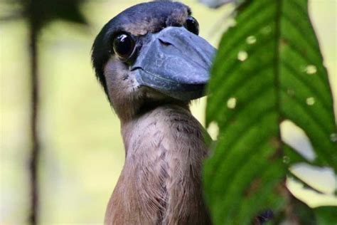 Arenal Volcano Bird Watching Experience - Tour Guanacaste, bringing Costa Rica to Life! Serving ...