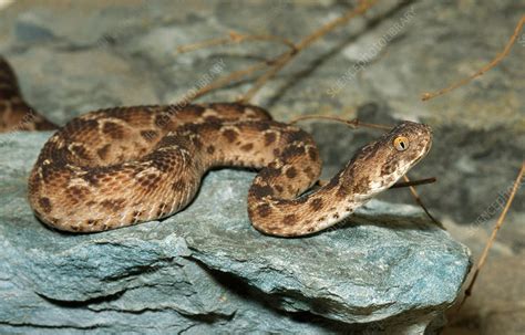 Saw-scaled Viper - Stock Image - Z785/0238 - Science Photo Library