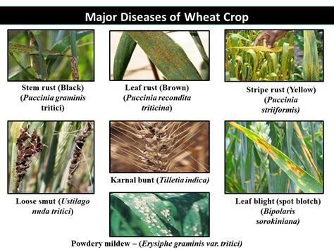 Major Diseases of Wheat Crop