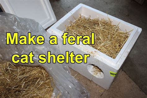 Make a feral cat shelter from a styrofoam cooler filled with straw (TNR;... | Feral cat shelter ...