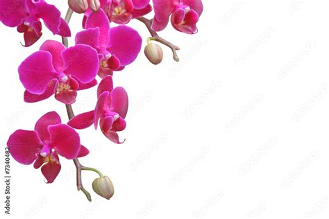 Beautiful purple orchid on white background Stock Photo | Adobe Stock