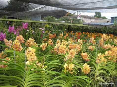 Free photo: Orchid Nursery - Beauty, Nature, Purple - Free Download ...