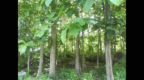 Teak Wood Plantations: An Investment for Your Future